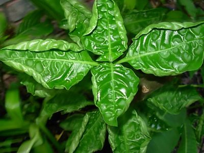 Por qué mis plantas tienen hojas enruladas y qué tengo que hacer para solucionarlo