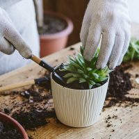 Otoño florido: las plantas que tenés que cultivar en otoño para llenar tu jardín de flores