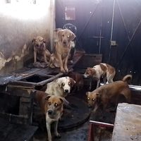 Detienen a 46 personas y rescatan a 222 perros maltratados en un año en el Edomex