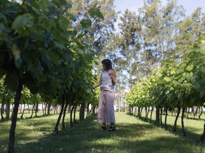 Con protocolos, se retoman los Caminos del vino de Uruguay