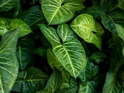 Las hojas de mi Alocasia se pusieron amarillas: cuáles son los 3 motivos más comunes y cómo solucionarlo