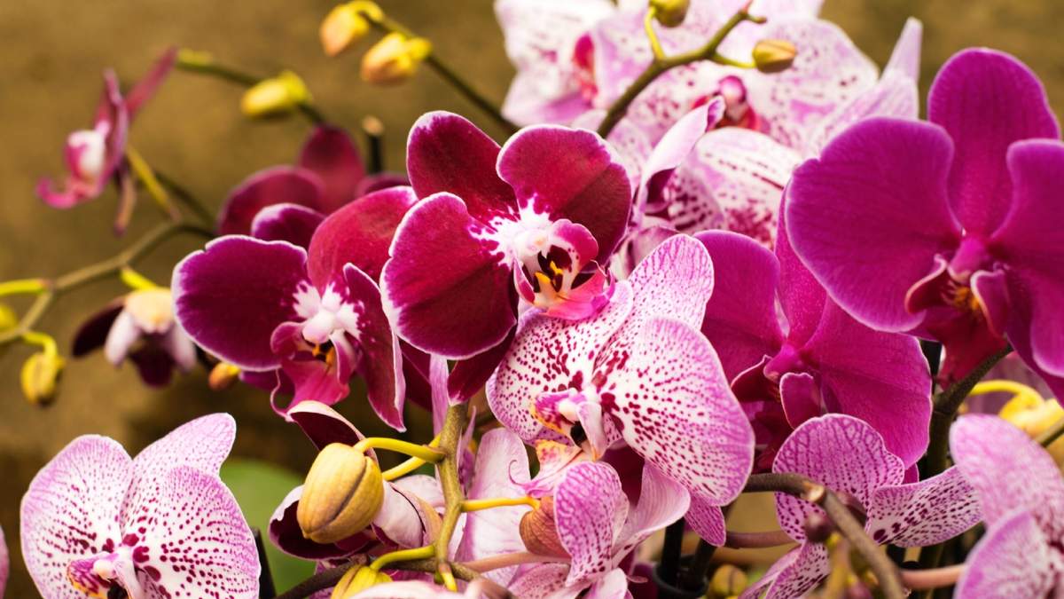 Plantas. Fuente: (Centro de Jardinería Gorbeia)
