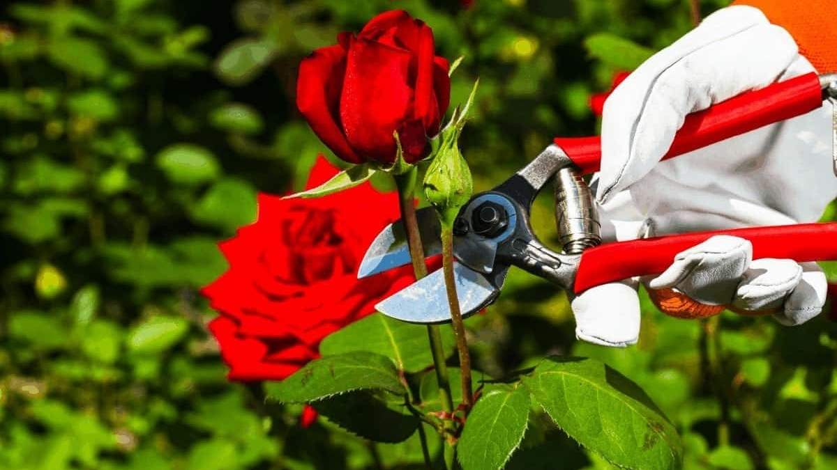 Rosas. Fuente: (Instagram).