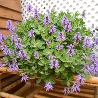 La llamativa planta de extraño aroma que mantiene alejados a perros y gatos y es ideal para el jardín