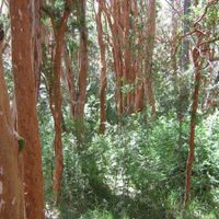 Un experto advirtió que el Bosque de Arrayanes "se está muriendo"