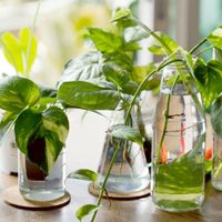 El truco para que cualquier esqueje eche raíces en agua y puedas reproducir cualquier planta