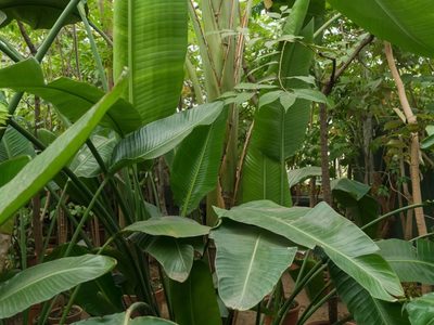 La planta en tendencia que todos quieren tener, es perfecta para interior y muy fácil de cuidar