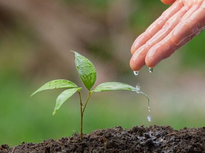 Cómo saber si a mi planta le falta agua: el truco para no regar demás y evitar que tu planta se muera