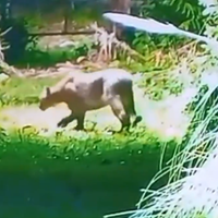 Alarma por la aparición de un puma en un barrio privado