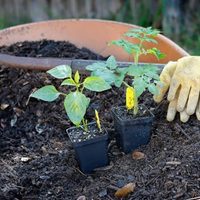 El secreto de los viveros para hacer tu propia tierra negra sin gastar un centavo ni volver a comprar