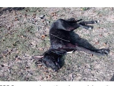 Un perrito fue baleado y luego rematado con una roca en Oaxaca