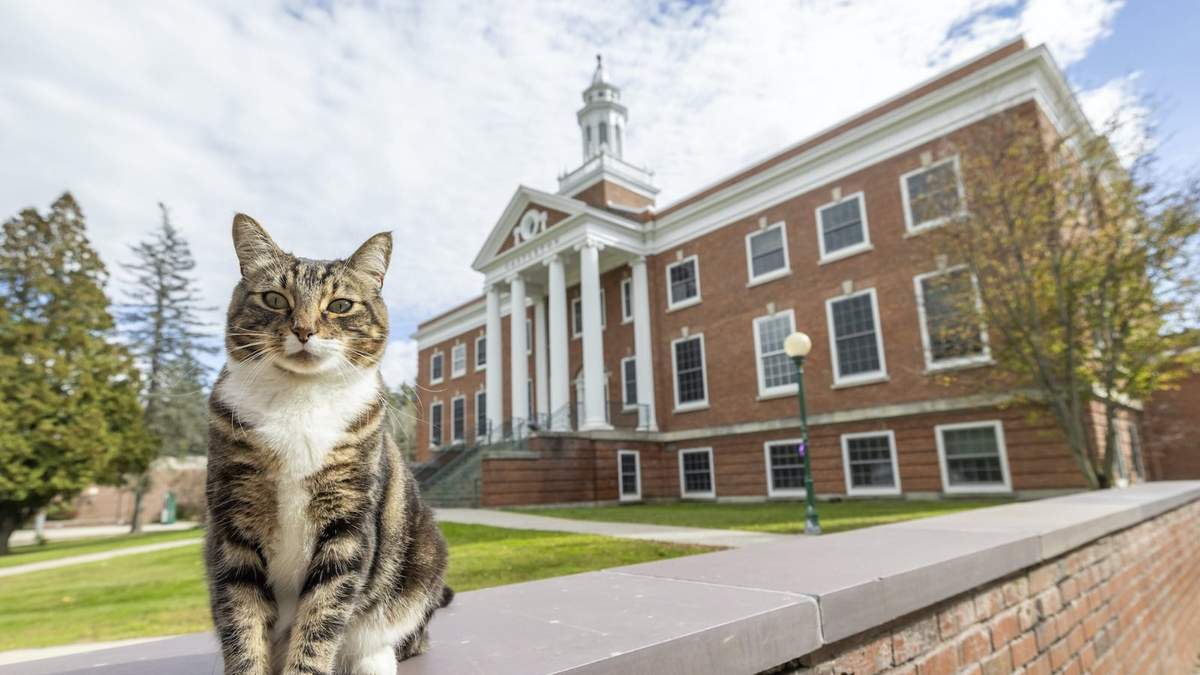 Max el Gato frente a Woodruff Hall en la Universidad Estatal de Vermont Castleton