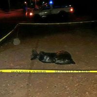 Localizan el cuerpo descuartizado de un hombre en Michoacán