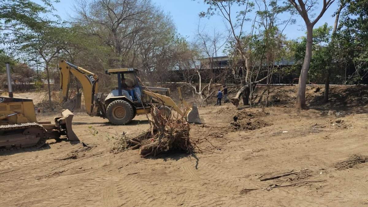 Trabajadores derribaron árboles reconocidas como especies protegidas