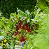 Cultivá tus propias acelgas para comer sano todos los días, con este truco sencillo de los expertos jardineros