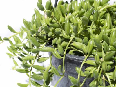 Así tenés que cuidar tu planta Rosario de bananitas en primavera, para que no se seque y esté rozagante