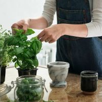 Métodos caseros y eficaces para eliminar las mosquitas de la cocina