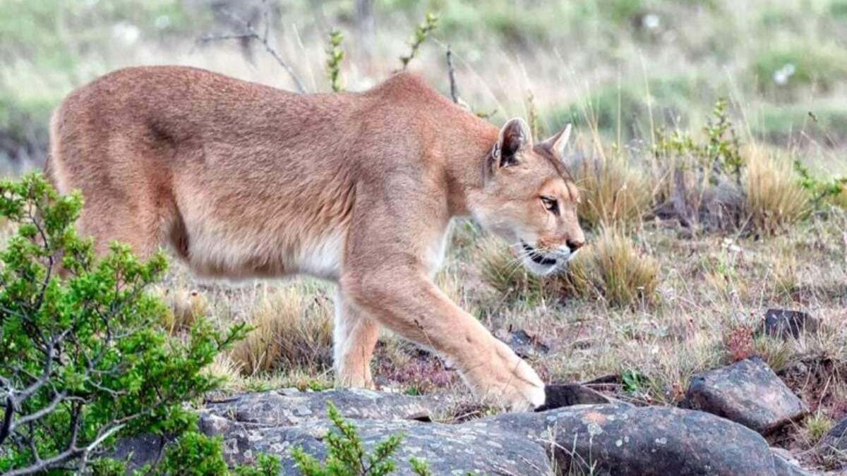 Puma Concolor. Fuente: (Facebook)
