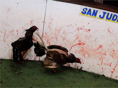Gobernador busca “pacificar” Chiapas con la prohibición de peleas de gallos y carreras de caballos