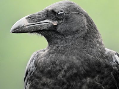 No solo los loros: el pájaro que pocos saben que imita sonidos e identifica figuras