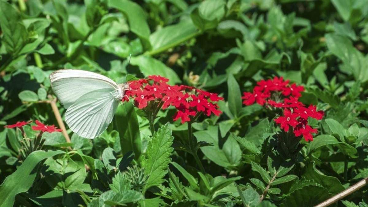 Llegaron las mariposas a Santiago del Estero. Fuente: (Instagram)