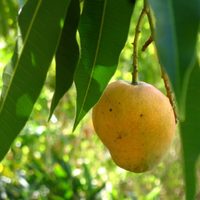 Los mangos están carísimos: tené tu propia planta con esta idea efectiva de germinación
