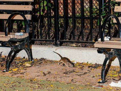 El gobierno de Nueva York busca un "Zar de las ratas" para solucionar la presencia de roedores