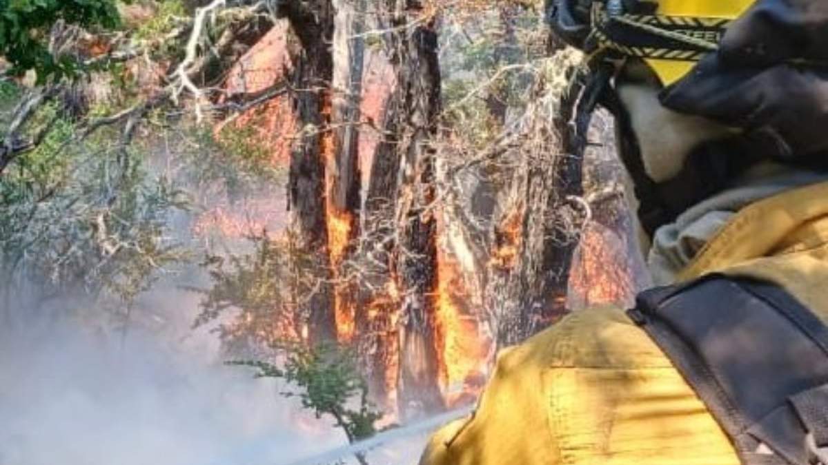 Bomberos combaten el incendio Fuente: (Parque Nacional Lanín)
