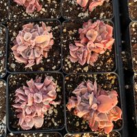 Suculentas: cómo cuidar a la Echeveria Pink Trumpet, la más exótica y bonita de las crasas