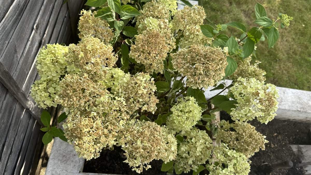 Hortensias. Fuente: (X)