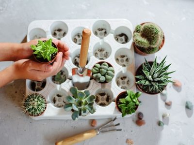 Suculentas: cómo cuidar las plantas pequeñas a la hora de trasplantarlas