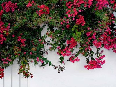 3 enredaderas con flores y de rápido crecimiento, ideales para cubrir espacios feos y llenarlos de color