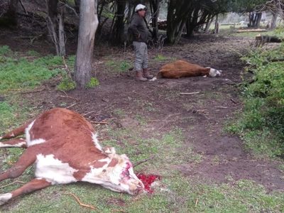 Amenazas en Villa Traful: los Cuevas desmienten que hayan envenenado animales de los Gallegos
