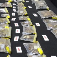 Curador del museo de Historia Natural de EU es arrestado por contrabando de arañas en Turquía
