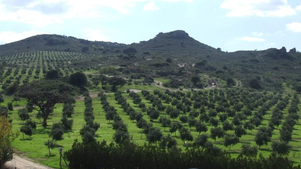 Aceite de oliva biodinámico. Fuente: (Instagram)