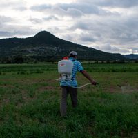 Juez concede amparo a comunidades zapotecas; frenan central eólica Gunna Sicarú en Oaxaca