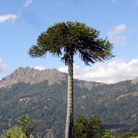 Así de fácil podés reproducir la Araucaria y tener tu propio árbol en muy poquitos meses