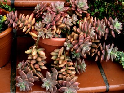 Suculentas: cómo cuidar la Graptosedum Bronze, la crasa de color especial