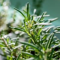 Dónde poner una planta de Ruda en tu hogar para atraer el dinero y la abundancia
