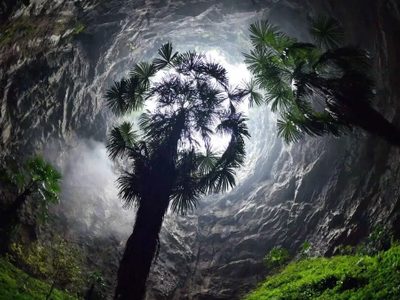 Hallaron en China un antiguo bosque subterráneo: podría haber especies jamás registradas