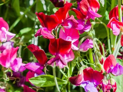 La planta que tenés que sembrar antes de terminar el invierno si querés tener un jardín hermoso en primavera