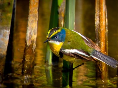 Curiosidades sobre el sietecolores: el ave con un canto particular que abandona su nido a los 15 días