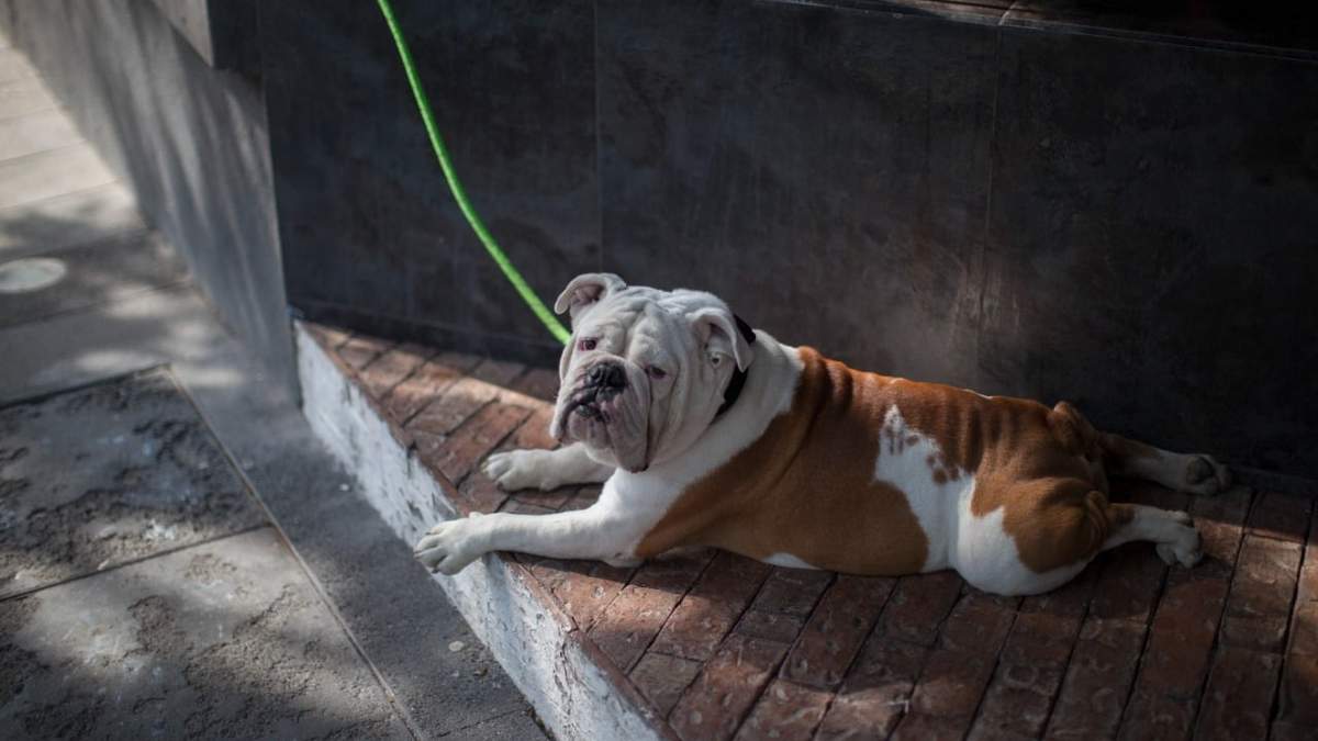 Bulldog inglés