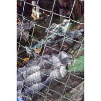 Ejecutan a ocho indígenas mientras rezaban en Acatepec, Guerrero
