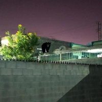 Captan a un oso sobre las azoteas en una colonia de Nuevo León (Videos)