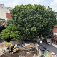 Vecinos exigen a inmobiliaria que no sea talado "Laureano", un árbol de 100 años en la Benito Juárez