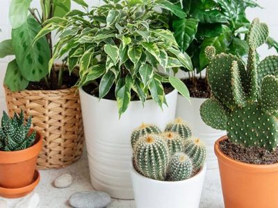 Plantas: cuáles son perfectas para tener en la oficina y son muy fáciles de cuidar