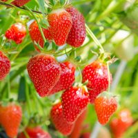 Cultivar frutillas en casa nunca fue tan fácil y económico: el truco profesional para no fallar en el intento
