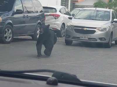 Oso sorprende a vecinos de Monterrey; así corrió por las calles entre los autos (Video)