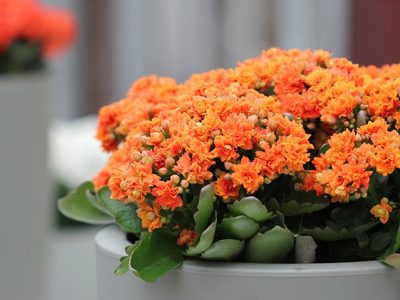 Recomiendan tener flores y plantas para mejorar el estado de ánimo